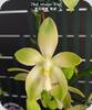 Phal. tetraspis Wisp - mit 2 Bltenrispen